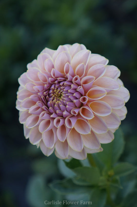 KA's® Cinder Rose Cutting