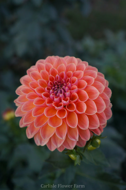 Orange Breeze