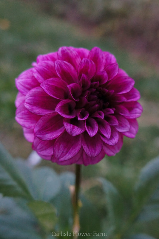 RM Berry Bliss Cutting