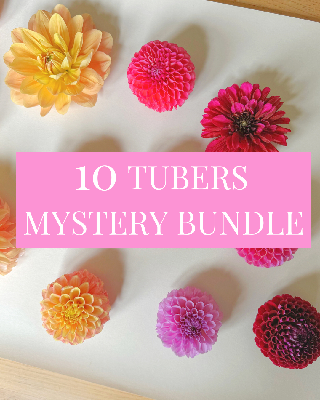 Mystery Box - 15 Tubers (Growers Choice)