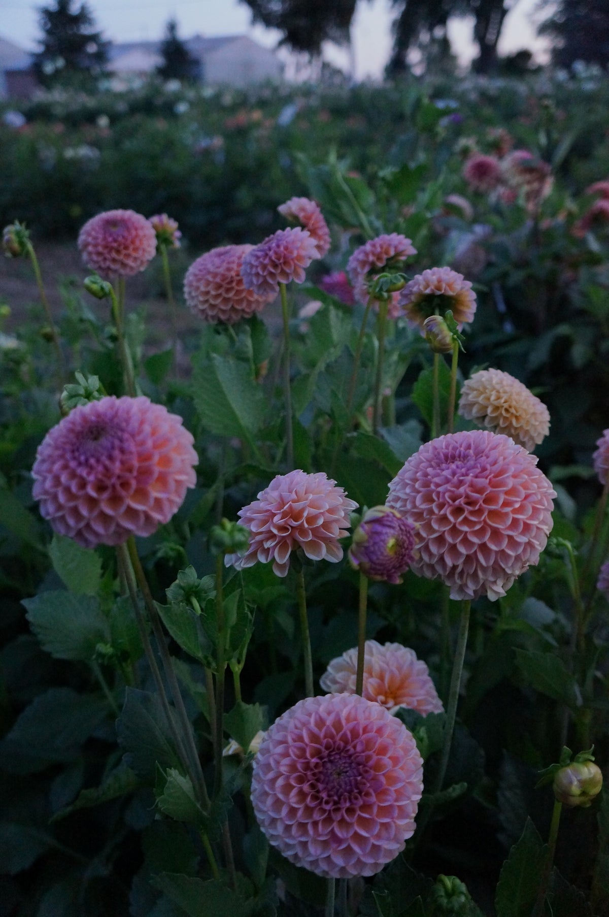 KA's® Boho Rose Tuber