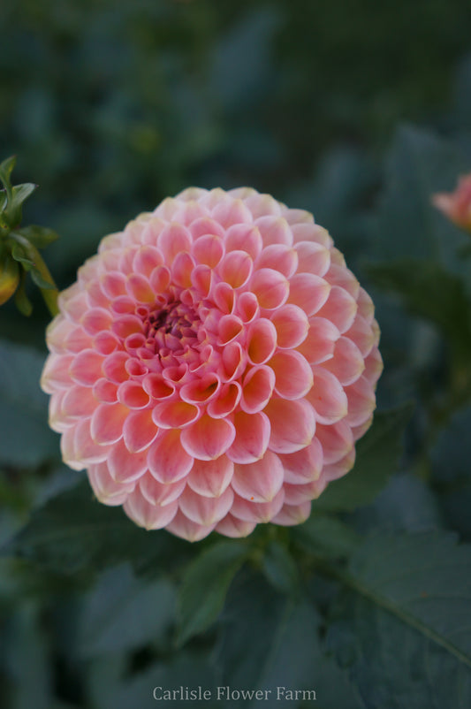 20th Ave Softer Peach