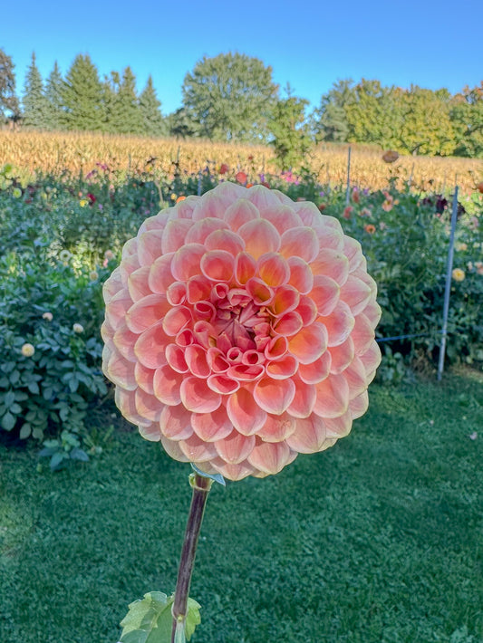 20th Ave Softer Peach