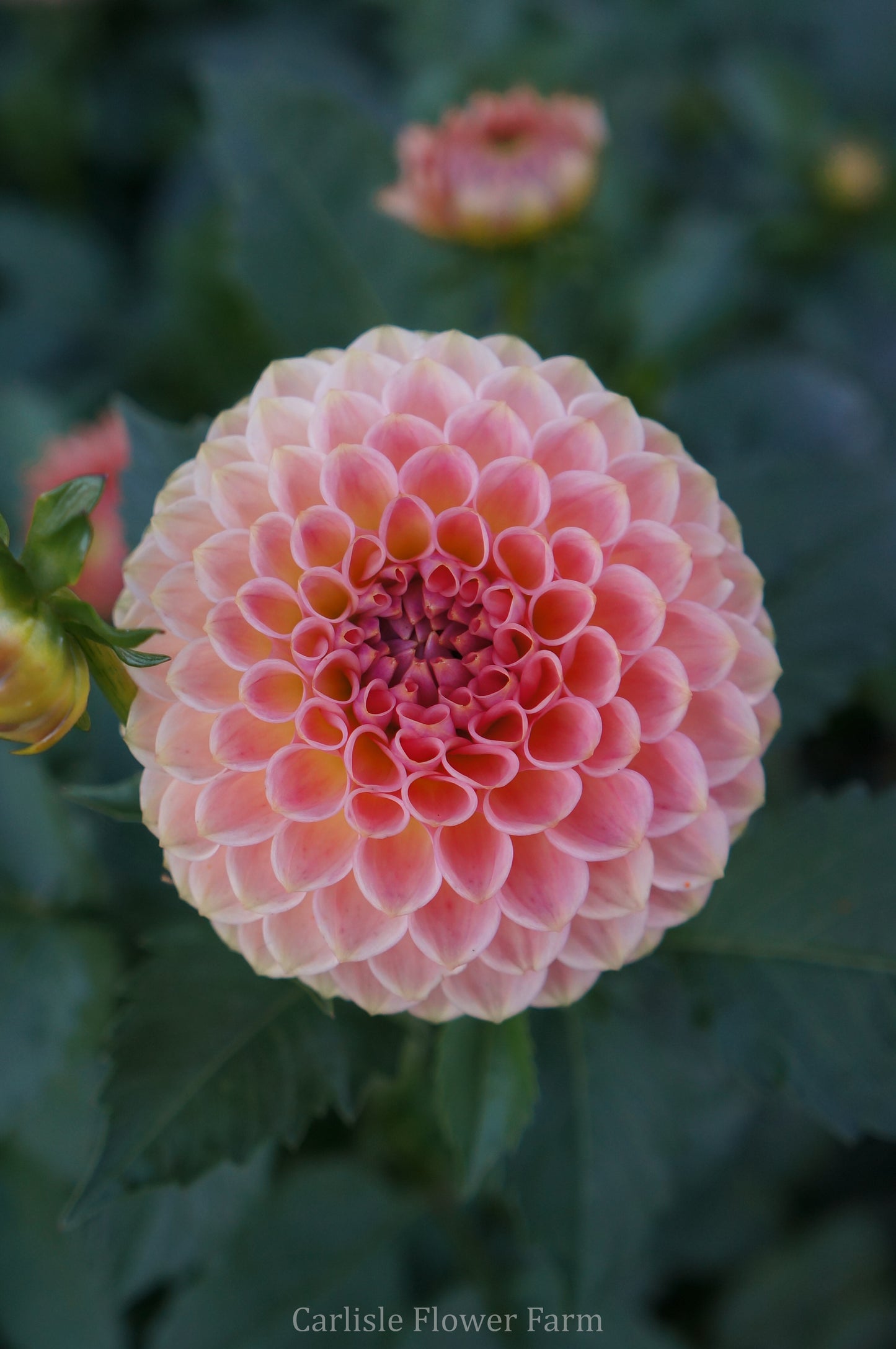 20th Ave Softer Peach