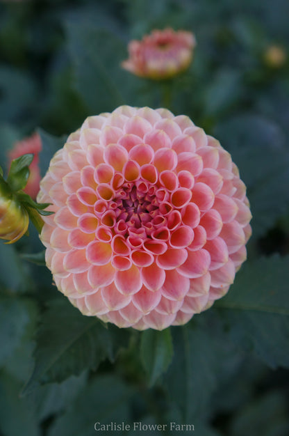 20th Ave Softer Peach