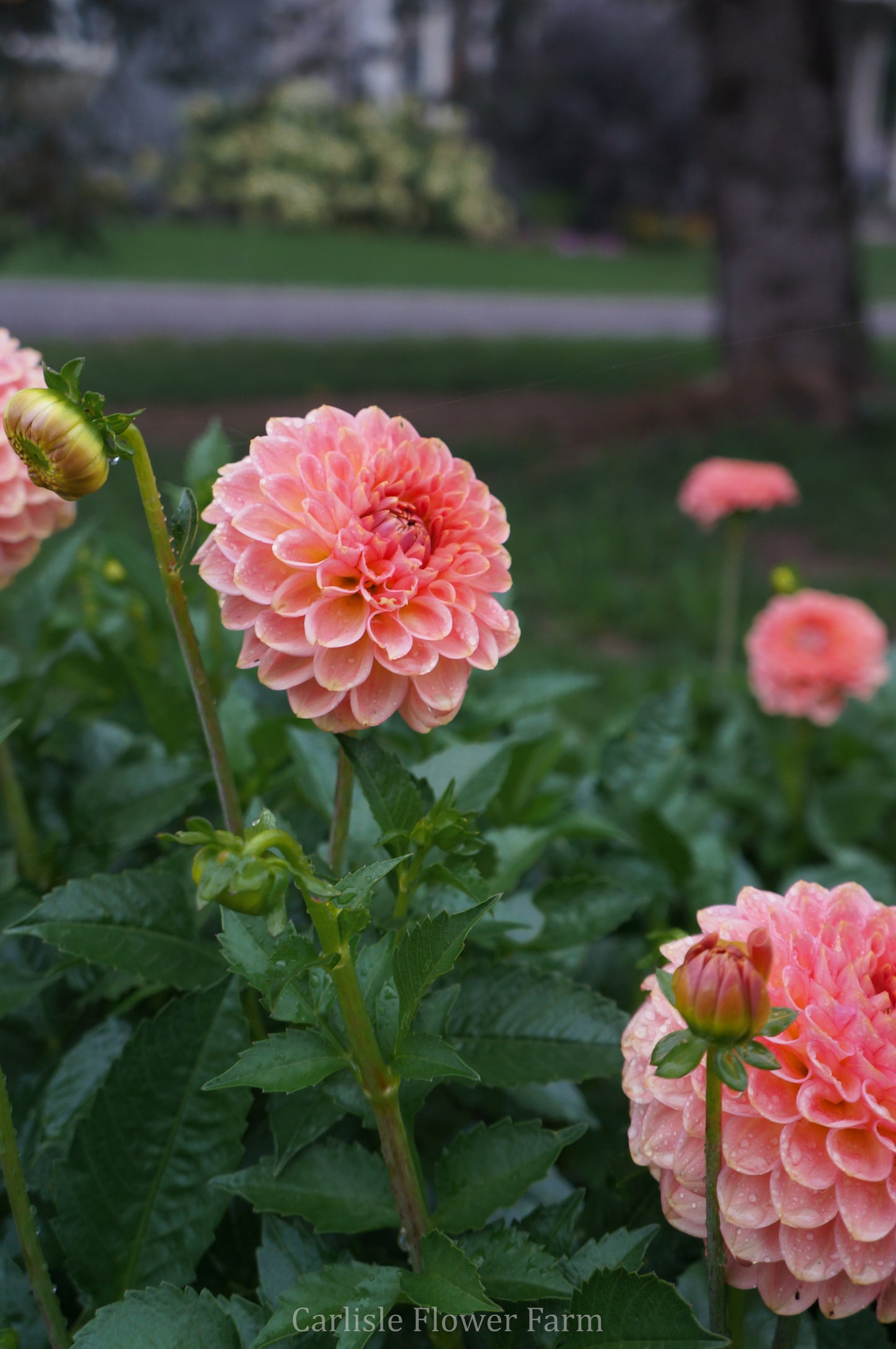 20th Ave Softer Peach
