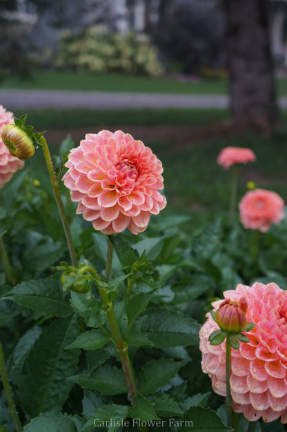 20th Ave Softer Peach