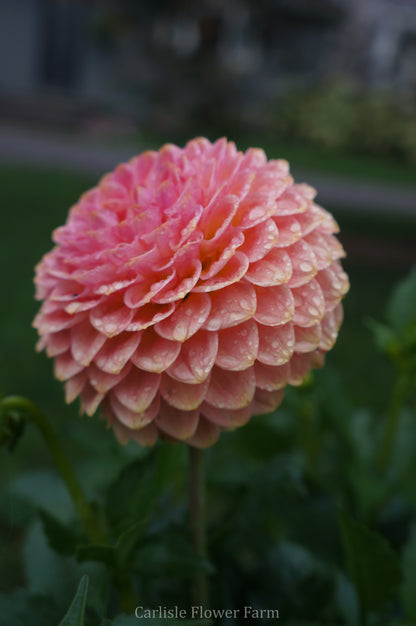 20th Ave Softer Peach