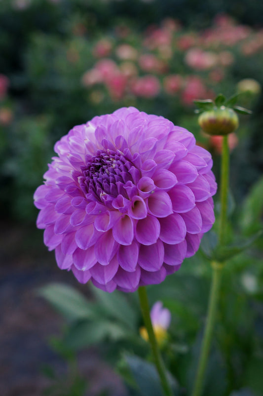20th Ave Pure Prince Tuber