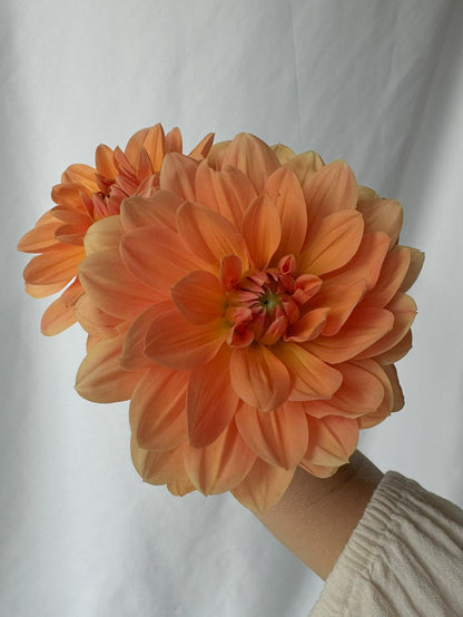Apricot Desire