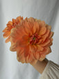Apricot Desire