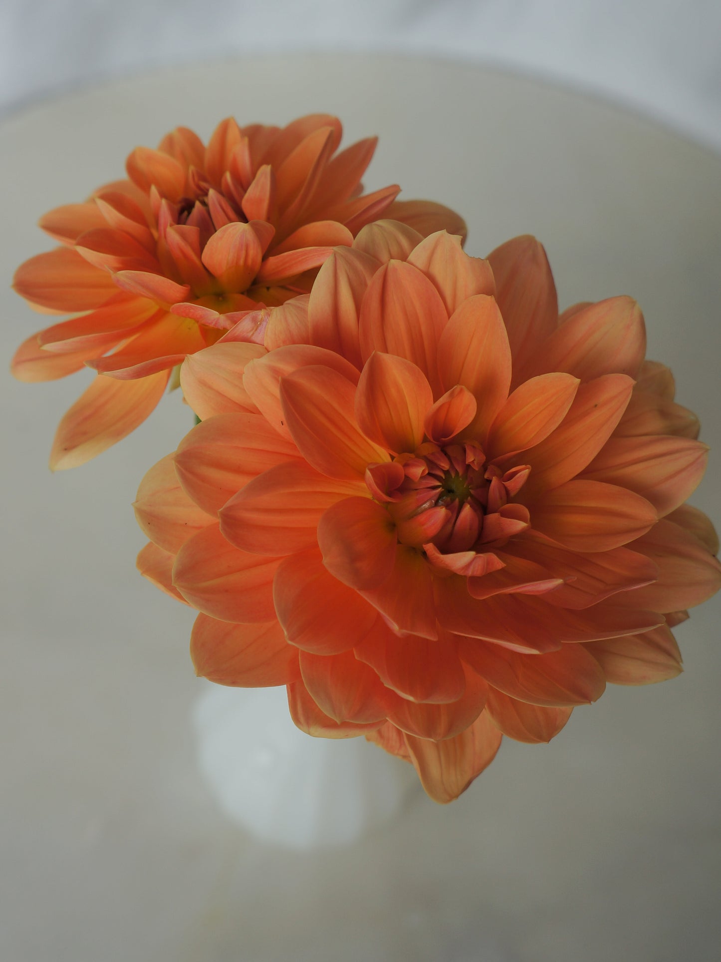 Apricot Desire