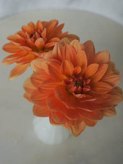 Apricot Desire