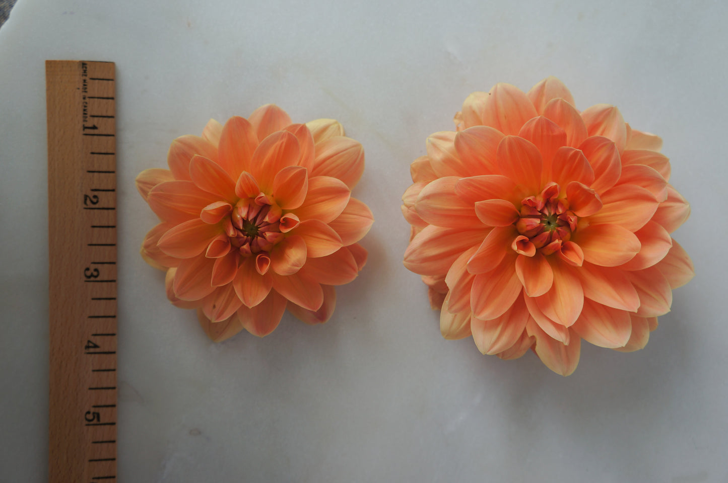 Apricot Desire