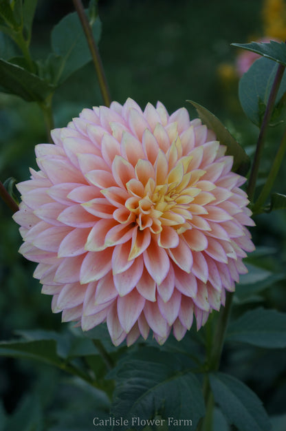 Bloomquist Blush