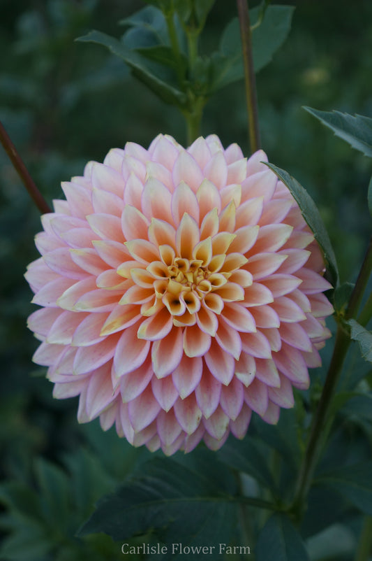 Bloomquist Blush