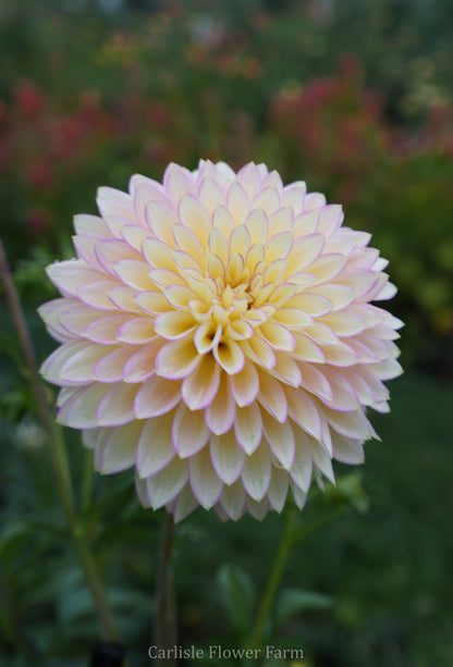 Bloomquist Blush