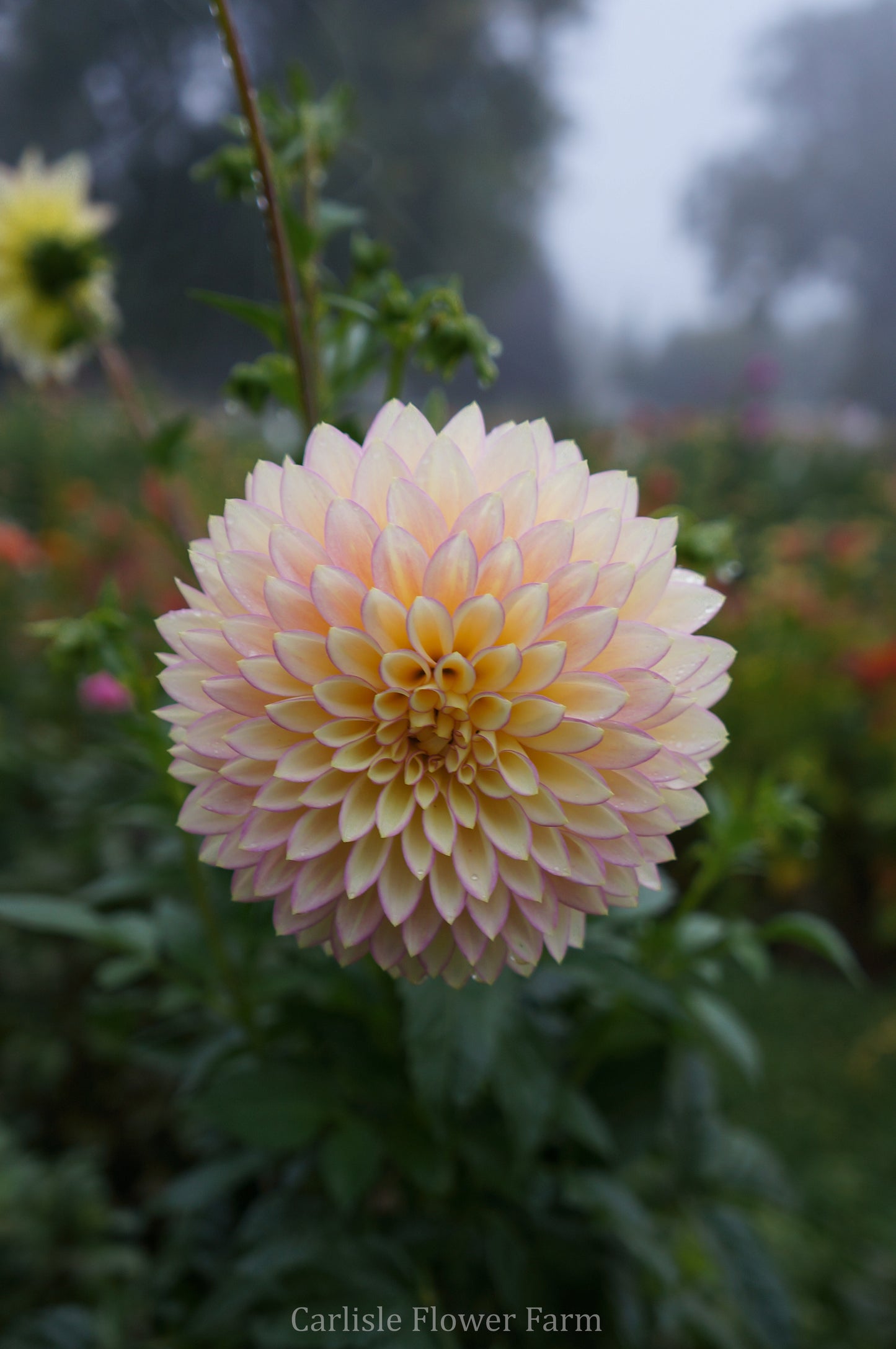 Bloomquist Blush