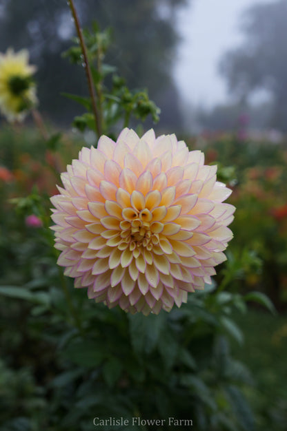 Bloomquist Blush