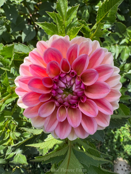 Bracken Rose USA