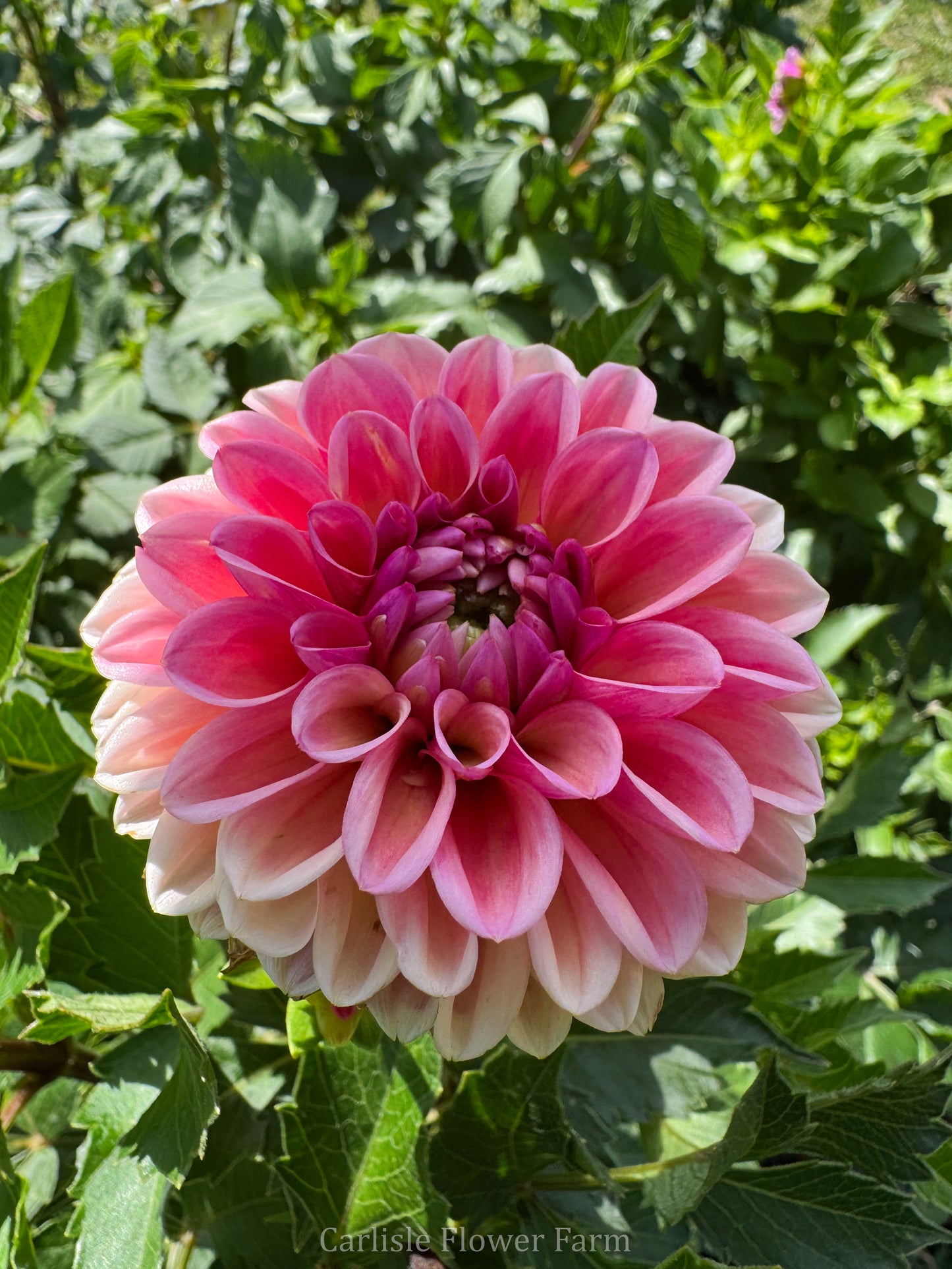 Bracken Rose USA