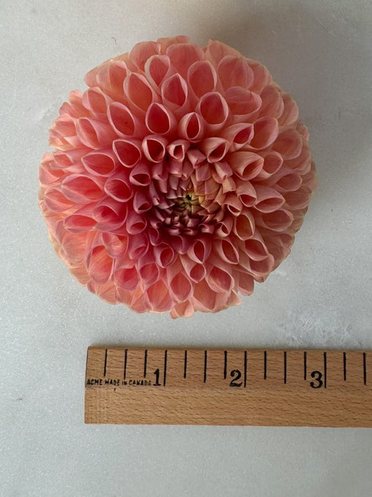 Clearview Peachy