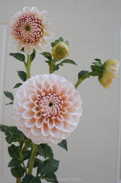 Lee's Kewpie Cutting