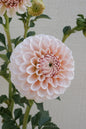 Lee's Kewpie Cutting