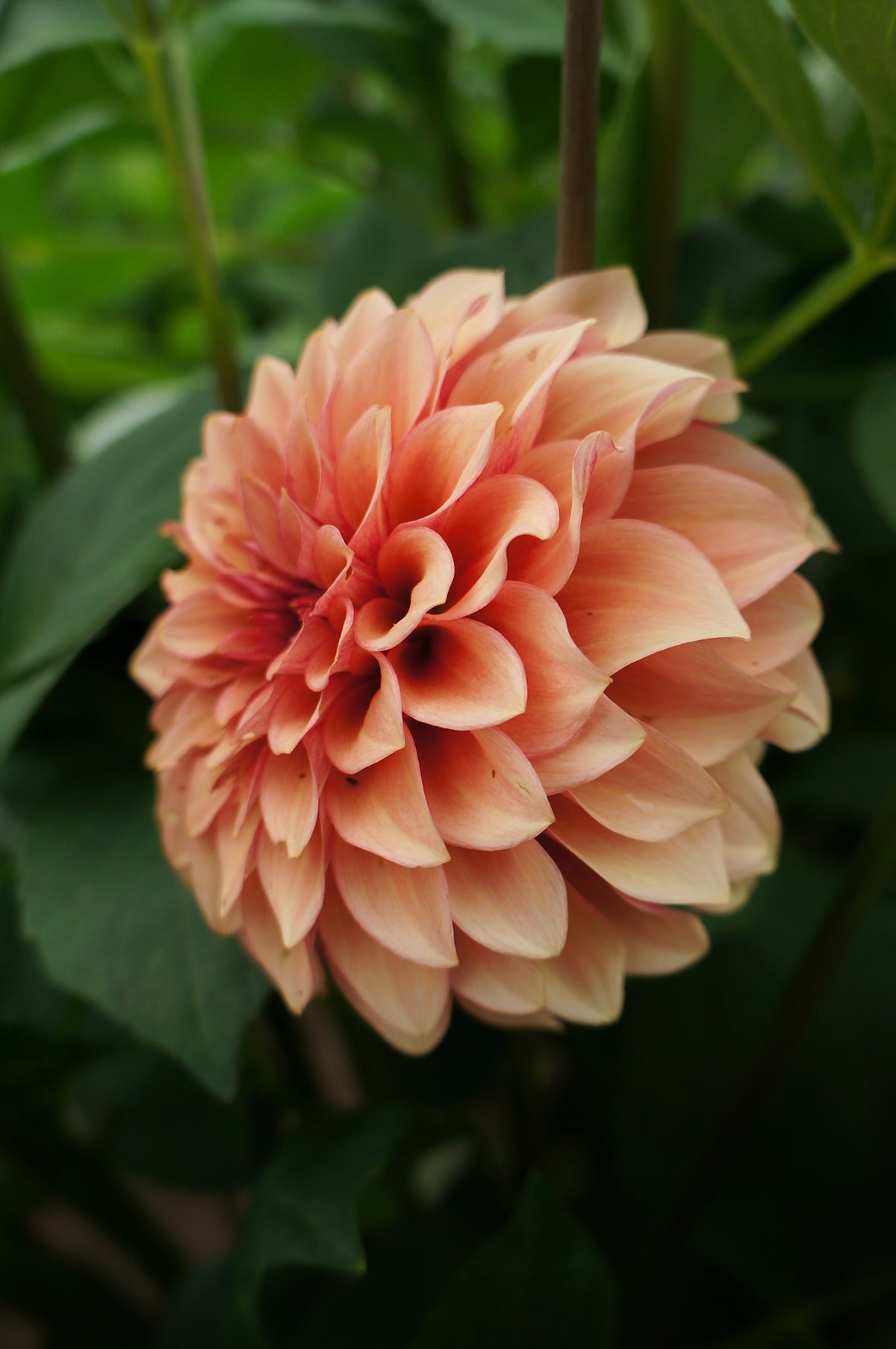 RM Rose Gold Tuber