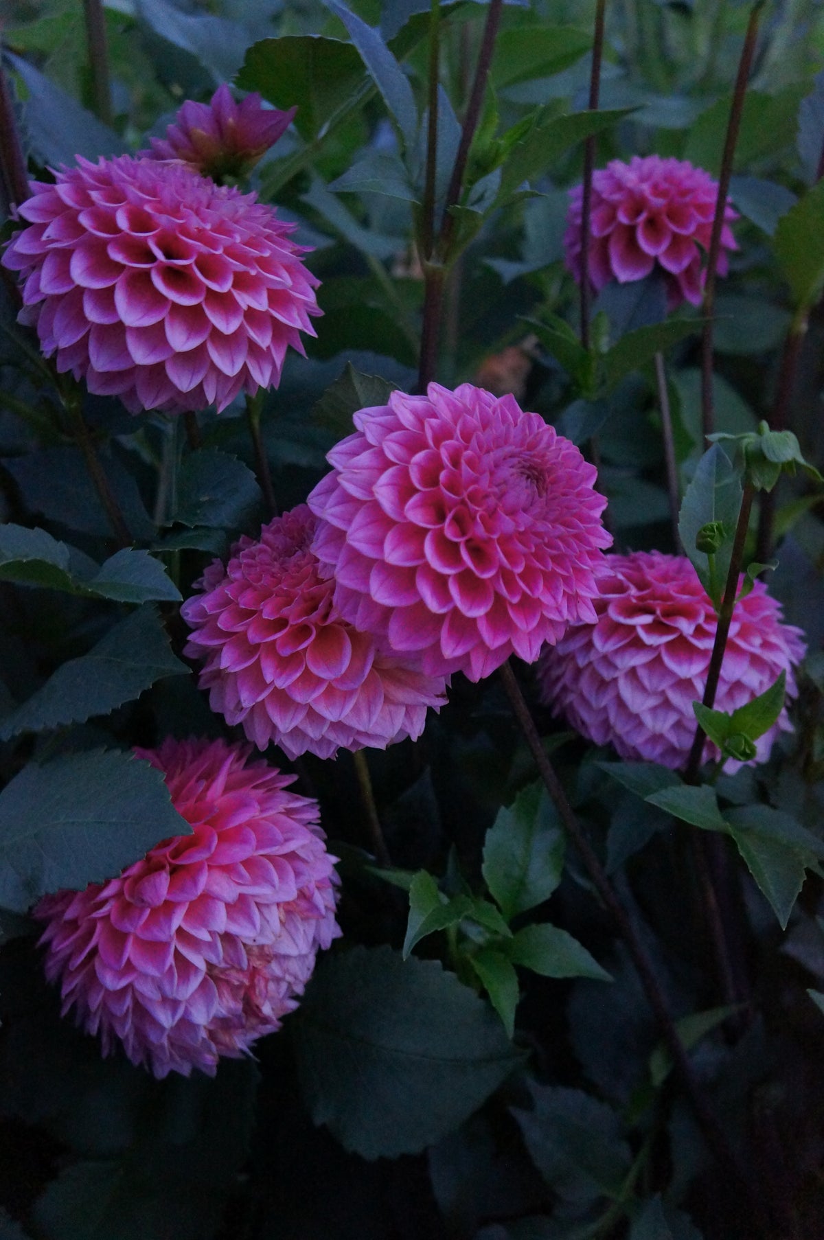 KA’s® Poppin Pink Tuber