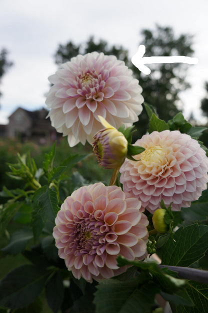 KA’s® Rose Quartz Tuber