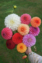 Florelie 2025 Collection