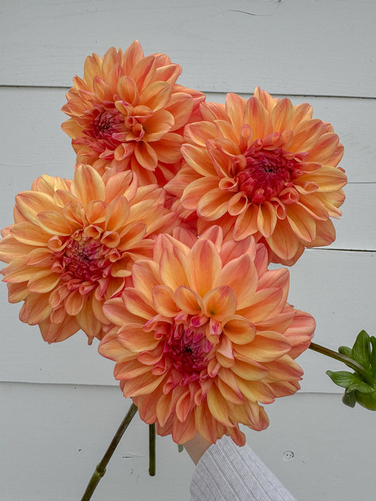 Ferncliff Copper