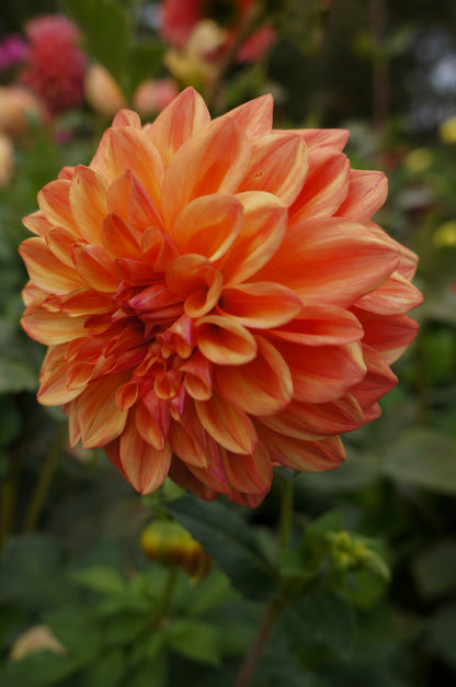 Ferncliff Copper