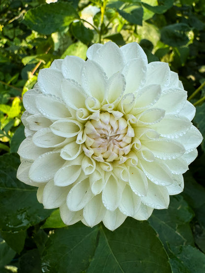 Ferncliff Pearl