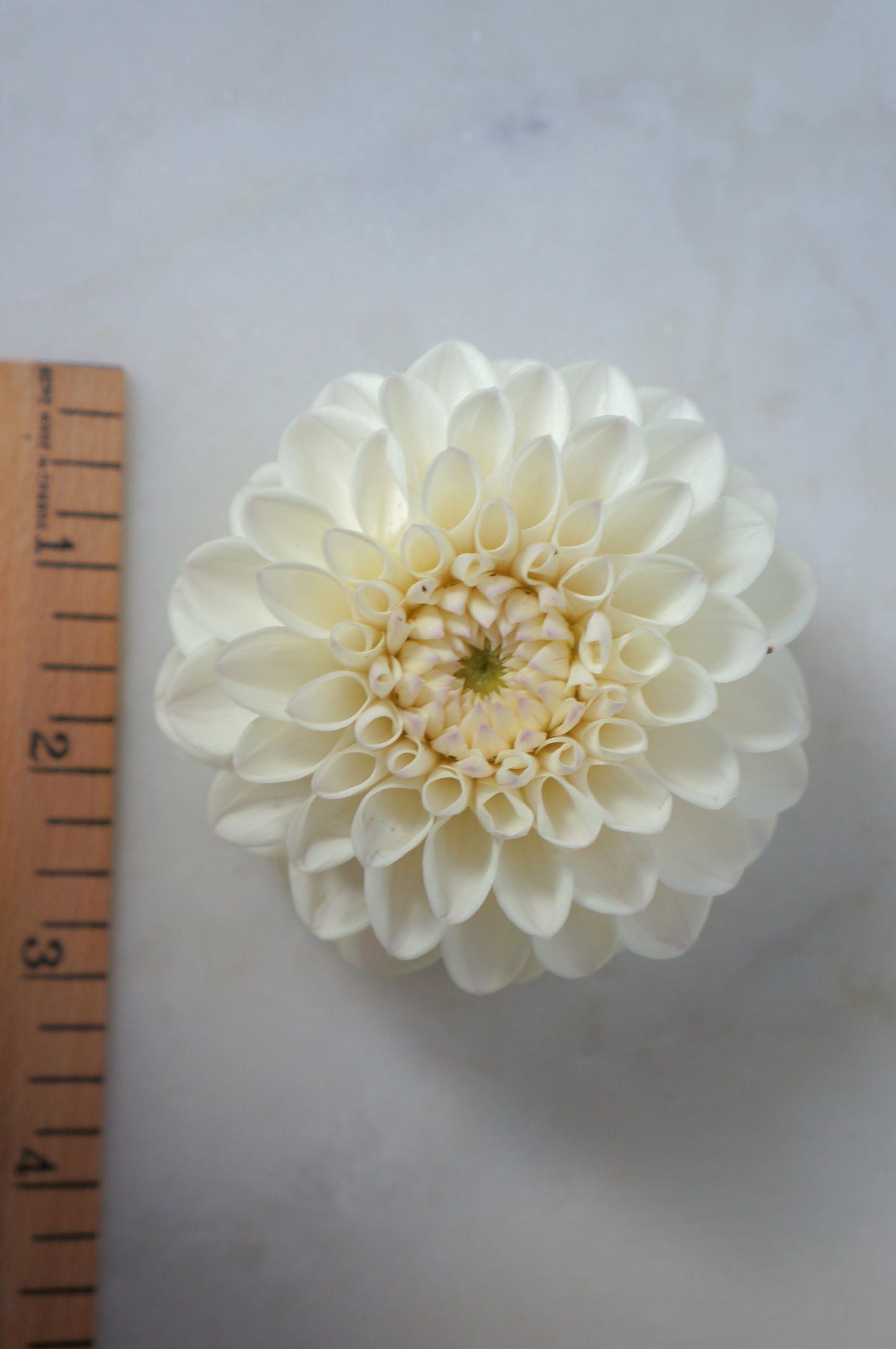Ferncliff Pearl