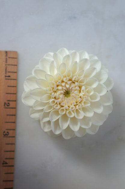 Ferncliff Pearl
