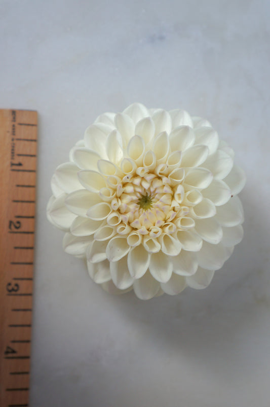 Ferncliff Pearl
