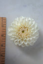 Ferncliff Pearl