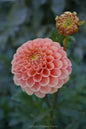 Ferncliff Honeycomb