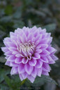 Ferncliff Inspiration