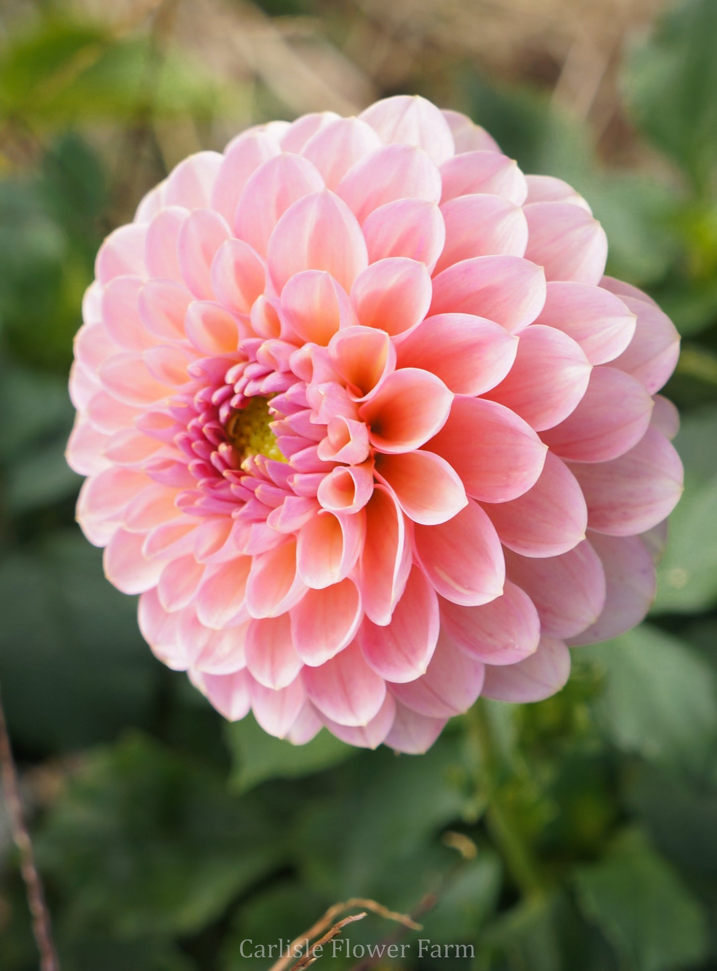 Hamari Rose