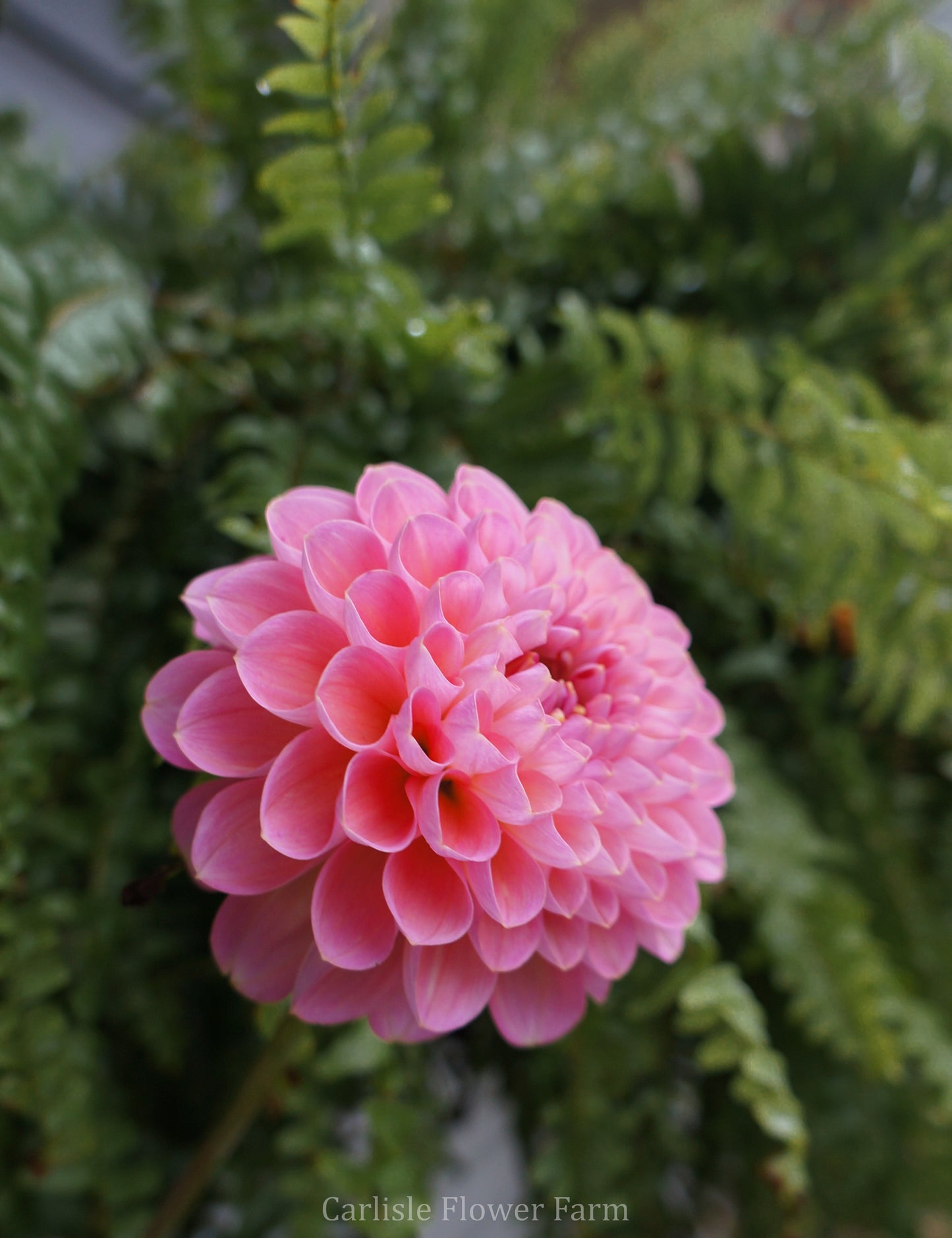 Hamari Rose