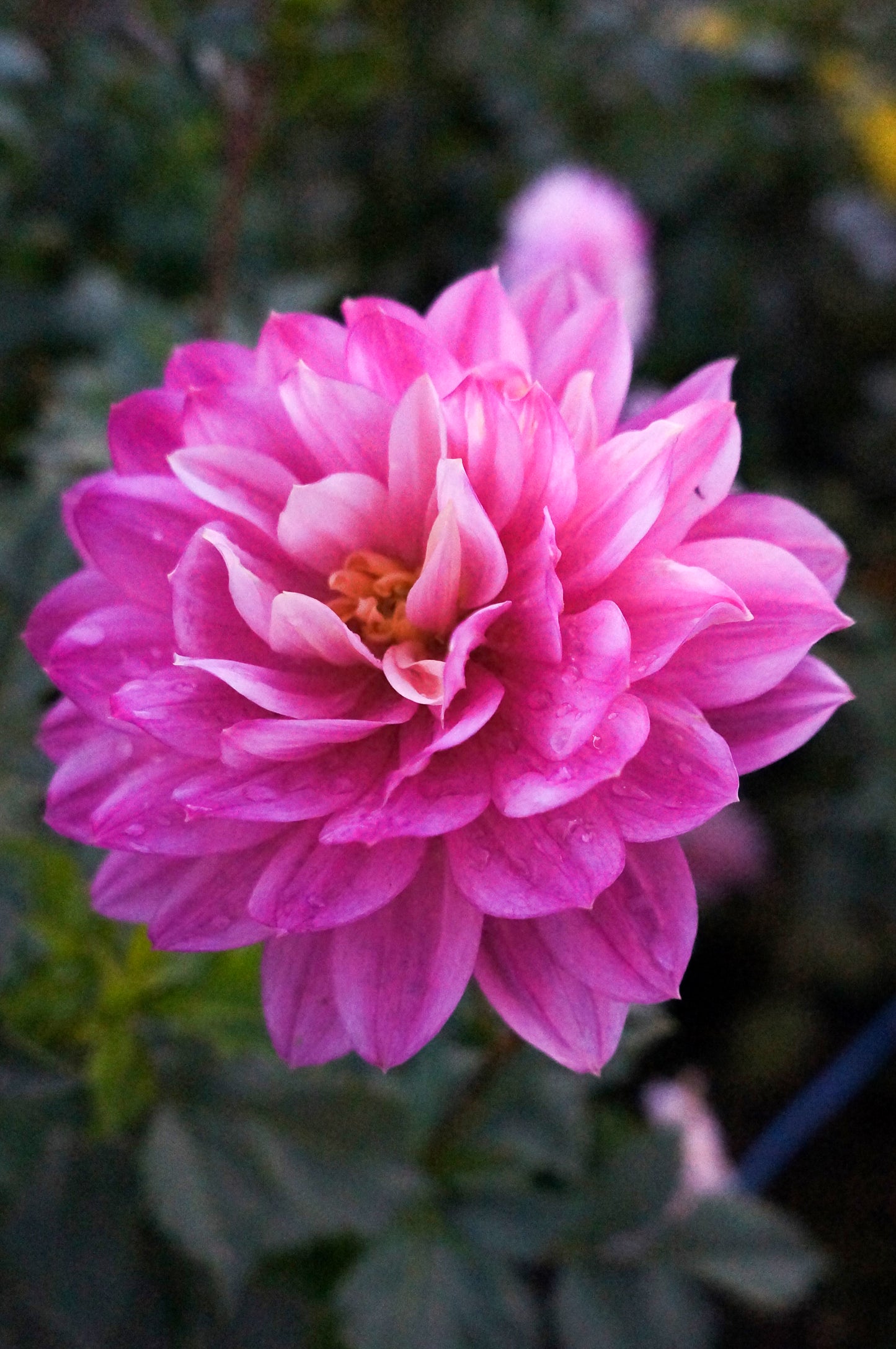 Hollyhill Pink Martini