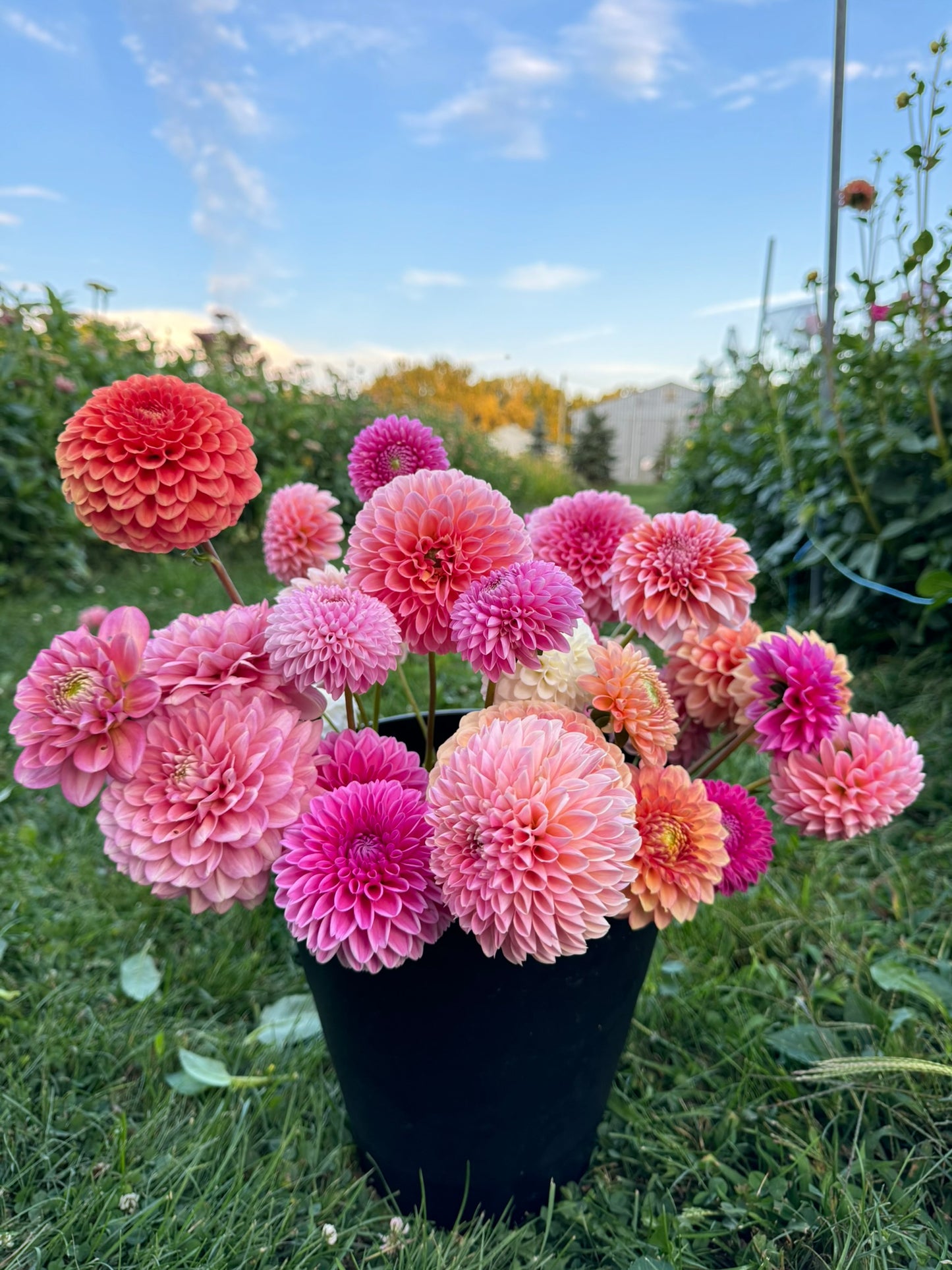 Pink Sylvia (Sandra)