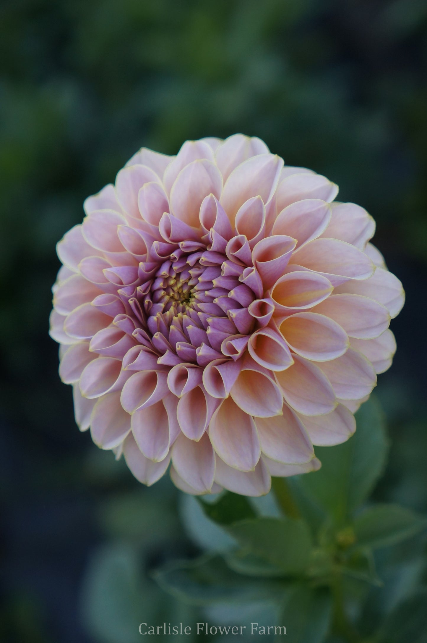 KA's® Cinder Rose Cutting
