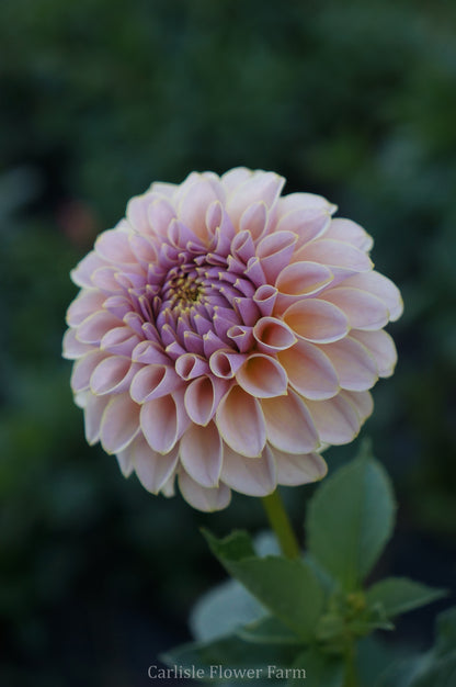KA's® Cinder Rose Cutting