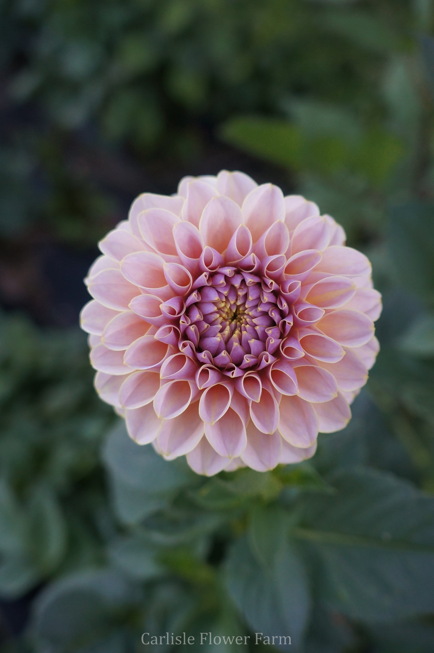 KA's® Cinder Rose Cutting