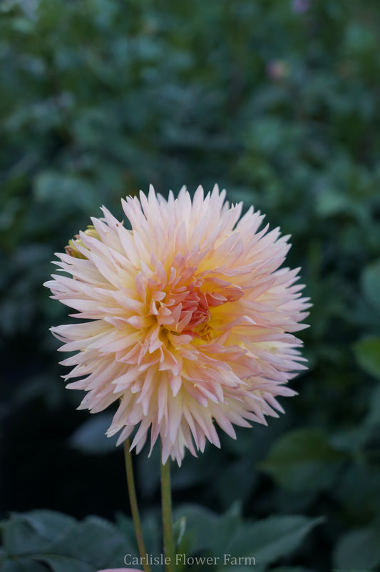 Lakeview Peach Fuzz