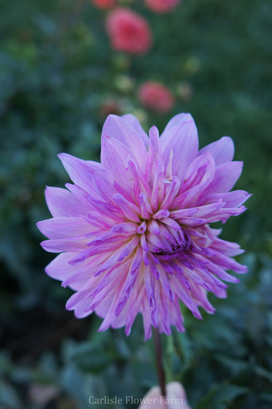 Lee's Flute Loop Lavender